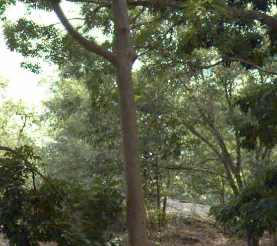 tree photo