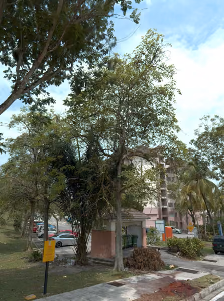 tree photo