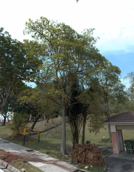 tree photo