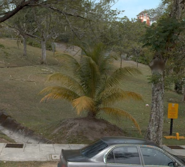 tree photo