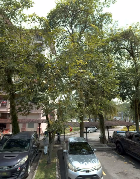 tree photo