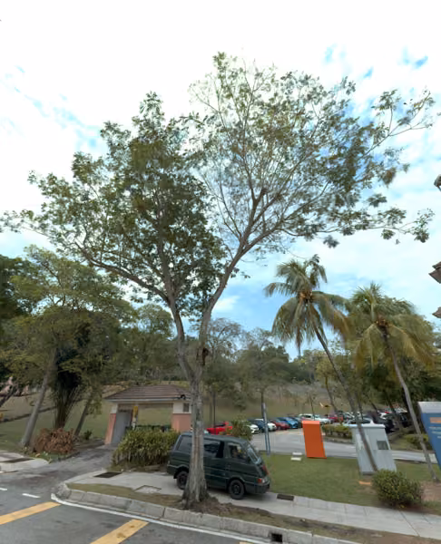 tree photo