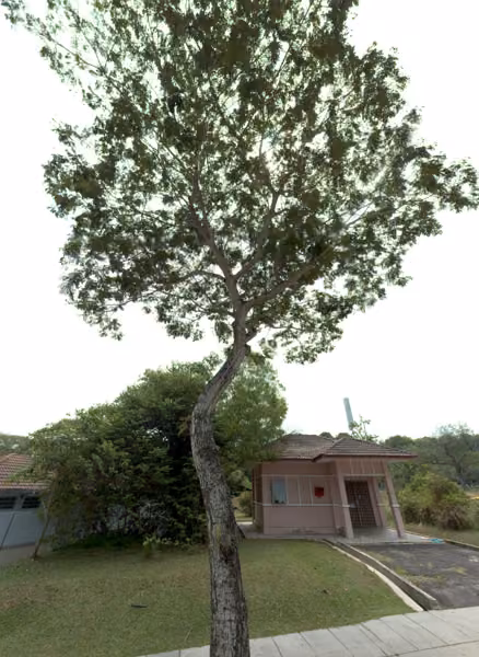 tree photo