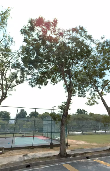 tree photo
