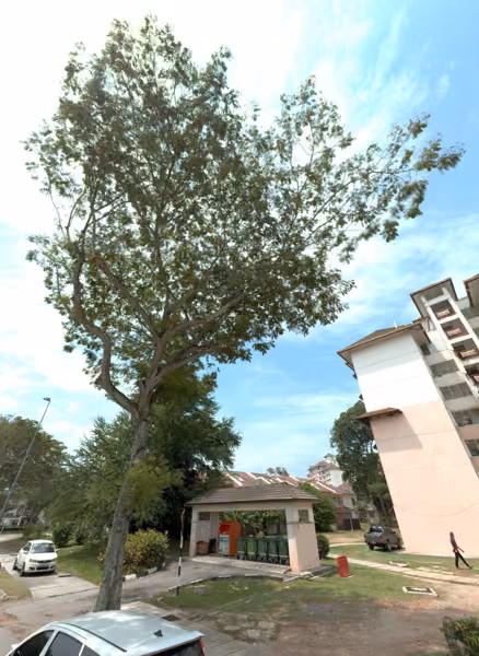 tree photo