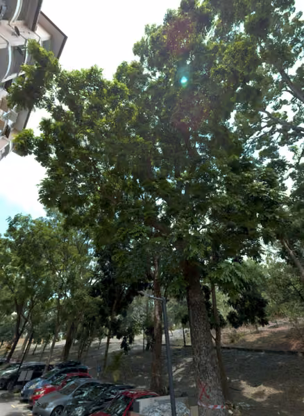 tree photo