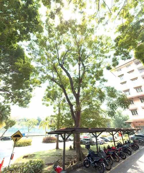 tree photo