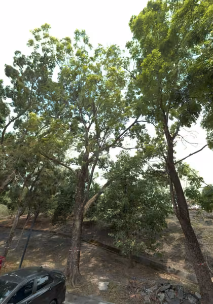 tree photo