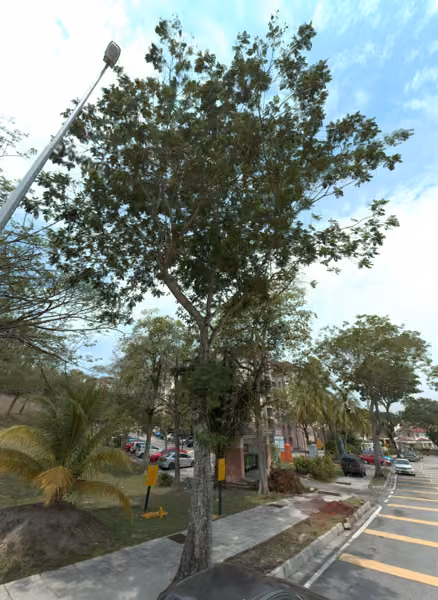 tree photo