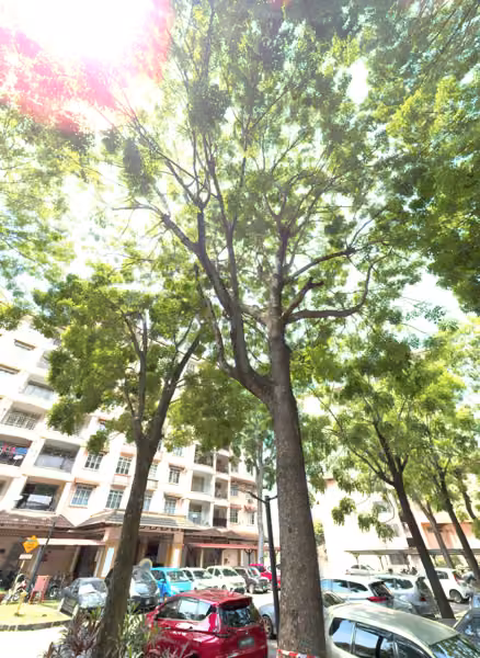 tree photo