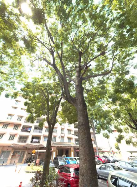 tree photo