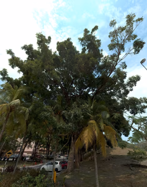 tree photo