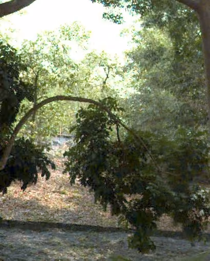 tree photo