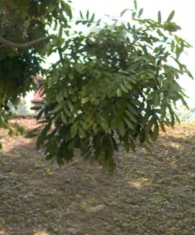tree photo