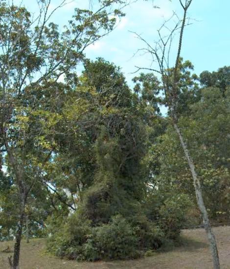 tree photo
