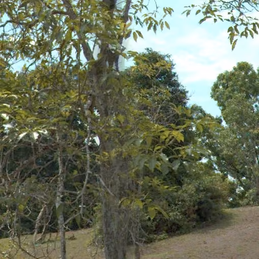 tree photo
