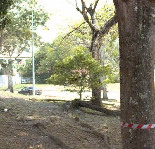 tree photo