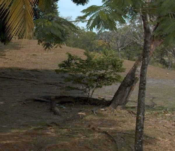 tree photo