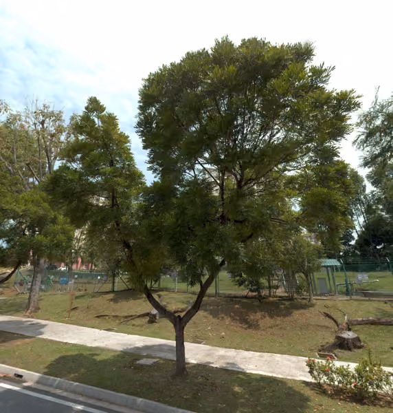 tree photo