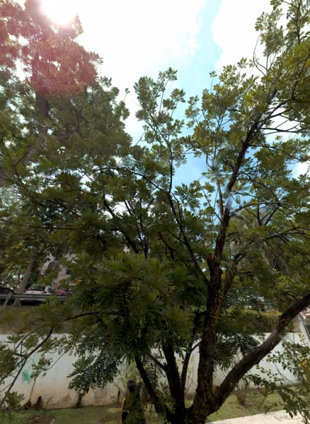 tree photo
