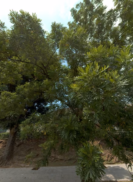 tree photo