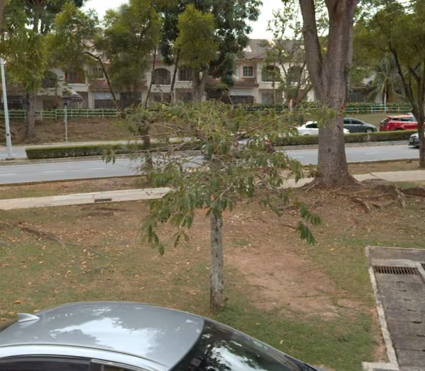 tree photo
