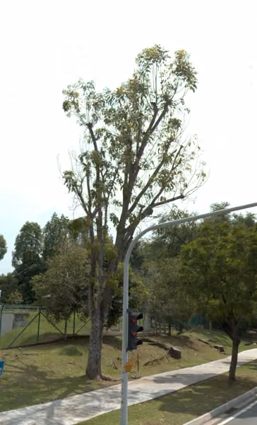 tree photo