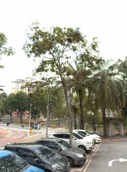 tree photo