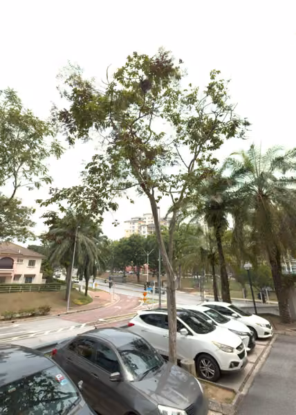 tree photo