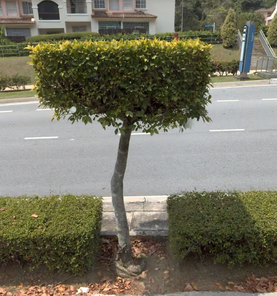 tree photo