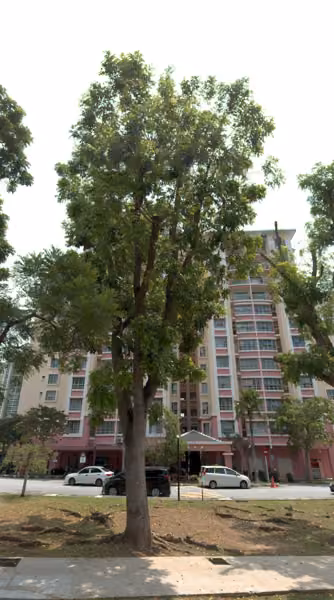 tree photo