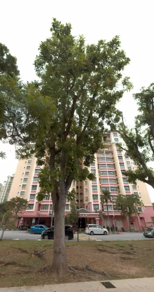 tree photo