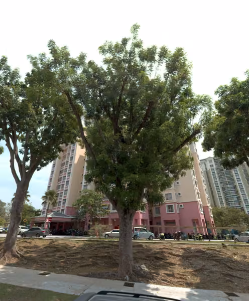 tree photo