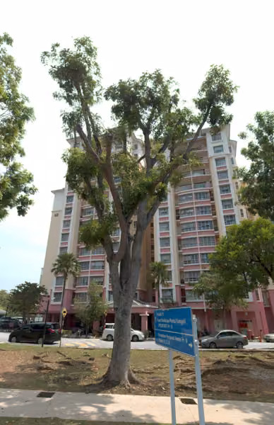 tree photo