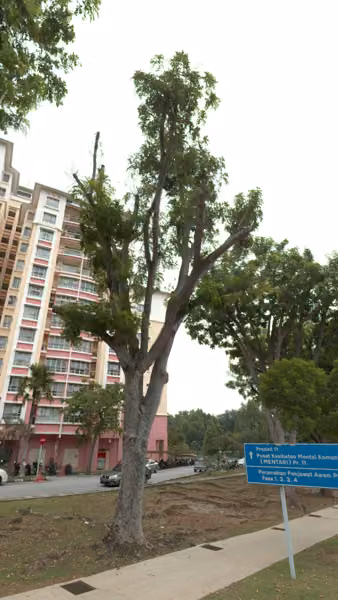 tree photo