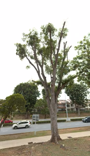 tree photo