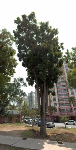 tree photo