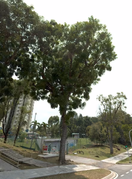 tree photo