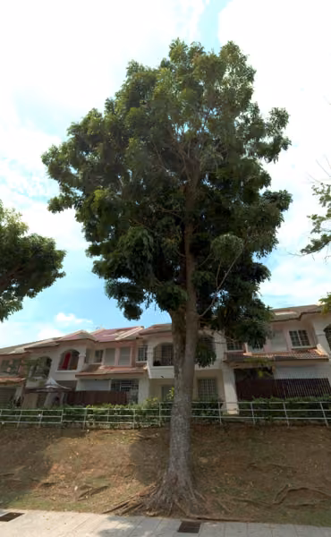 tree photo