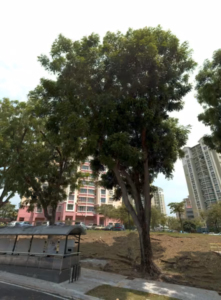 tree photo