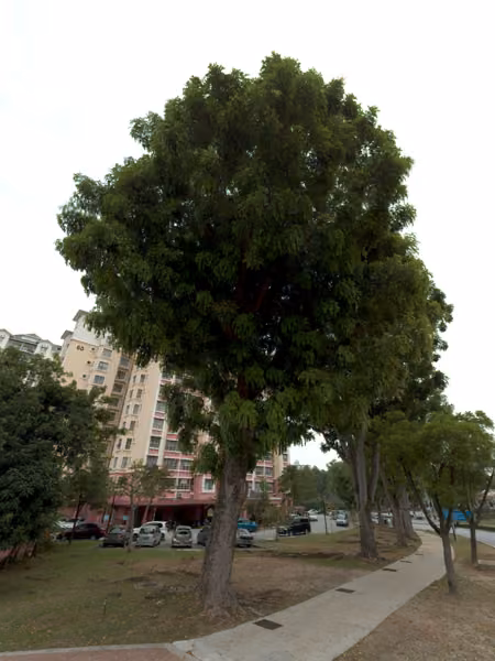 tree photo