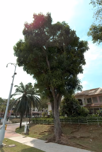 tree photo