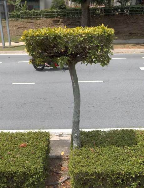 tree photo