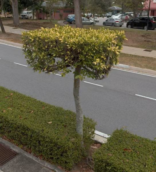 tree photo