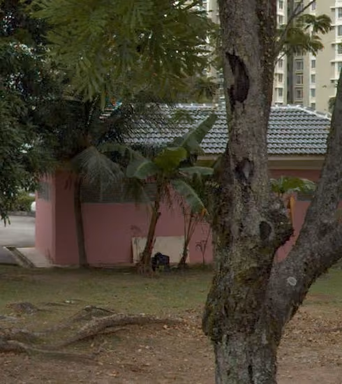 tree photo