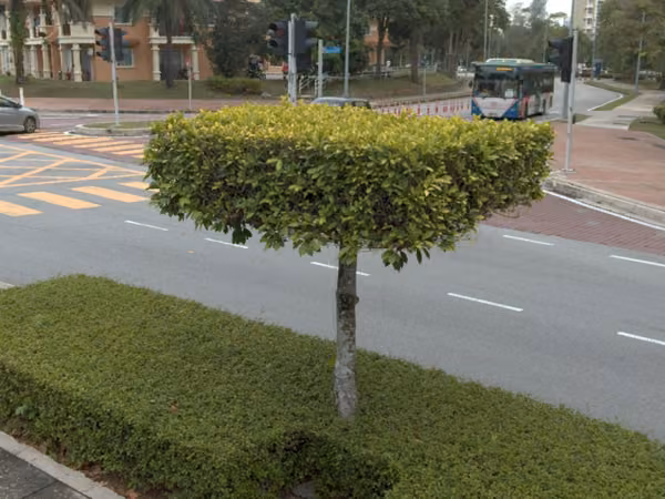 tree photo