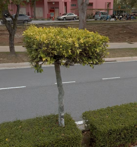 tree photo
