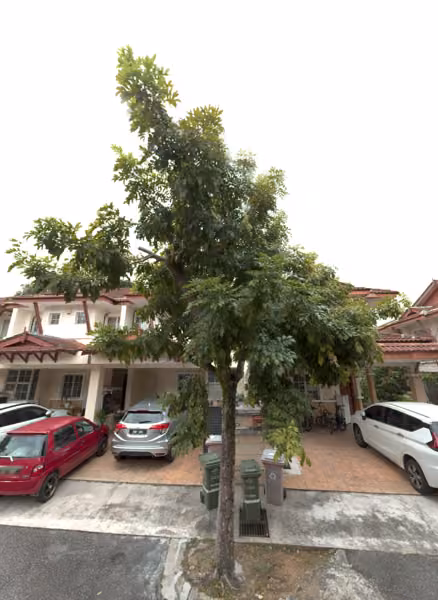 tree photo