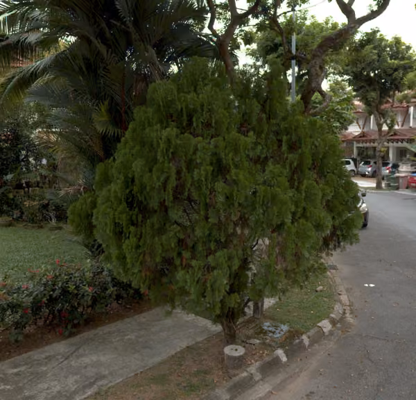 tree photo