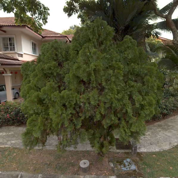 tree photo